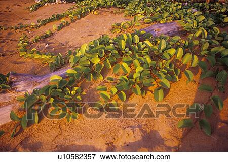 Log and Leaves on The Sand View Large Photo Image Stock Photo - Log and Leaves on The Sand. Fotosearch