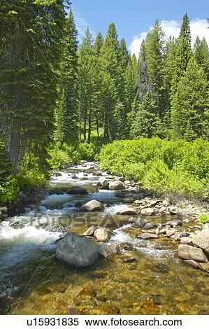 Ponderosa Pines with creek View Large Photo Image Stock Photography - Ponderosa Pines with creek. Fotosearch