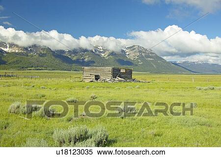 Purple lupine surrounding deserted cabin with mountains View Large Photo Image Stock Photography - Purple lupine surrounding deserted cabin with mountains. Fotosearch
