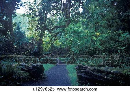 Stock Photography - Rain Forest. Fotosearch