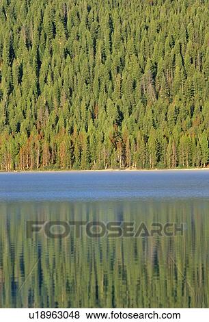 Redfish Lake and Pine Trees at Sunrise View Large Photo Image Stock Photo - Redfish Lake and Pine Trees at Sunrise. Fotosearch
