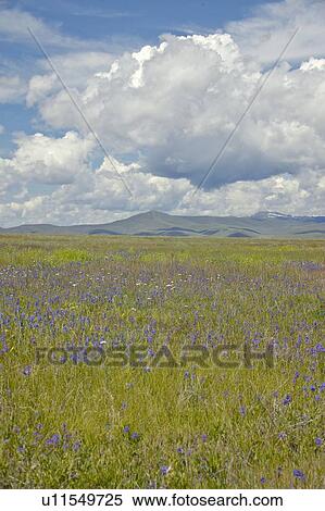 Stock Photography - Spring grasslands and mountains. Fotosearch