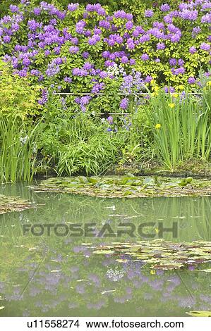 The Gardens at Giverny with Monet's Bridge and waterlillies, Giverny, France View Large Photo Image Picture - The Gardens at Giverny with Monet's Bridge and waterlillies, Giverny, France. Fotosearch