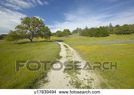 Windy dirt road through a beautiful field of multi-colored flower fields and a lone tree in the spring View Large Photo Image Picture - Windy dirt road through a beautiful field of multi-colored flower fields and a lone tree in the spring. Fotosearch