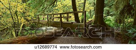 Wooden Bridge In The Rainforest View Large Photo Image Picture - Wooden Bridge In The Rainforest. Fotosearch