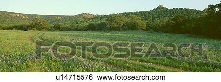 Stock Photograph - Blue Bonnets in field. Fotosearch