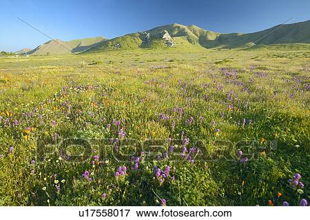 Bright spring yellow flowers, desert gold, purple and California poppies View Large Photo Image Stock Photo - Bright spring yellow flowers, desert gold, purple and California poppies . Fotosearch
