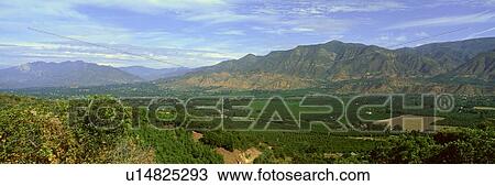 Citrus Trees View Large Photo Image Stock Image - Citrus Trees. Fotosearch