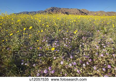 Stock Photography - Mountain view and spectacular desert gold and various spring flowers . Fotosearch