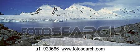 Stock Photograph - Panoramic view of Chinstrap penguin among rock formations . Fotosearch