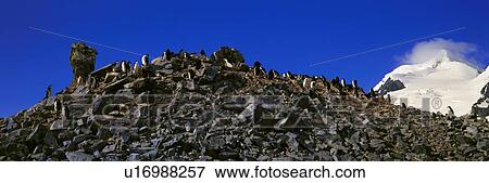 Stock Photo - Panoramic view of Chinstrap penguins among rock formations . Fotosearch