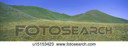 Stock Image - Panoramic view of spring flowers and green rolling hills . Fotosearch