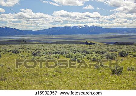 Stock Photo - Spring grasslands and flowers. Fotosearch