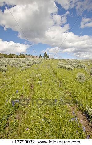 Stock Image - Tire tracks through spring flowers . Fotosearch