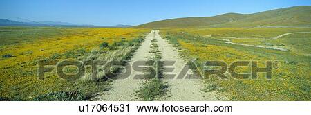 Stock Image - Wild Flowers and Poppies. Fotosearch