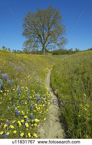 Stock Photo - A path winding past a lone tree and colorful bouquet of spring flowers blossoming. Fotosearch