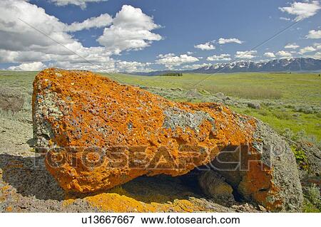 Ancient orange lichens growing on rocks in Centennial Valley View Large Photo Image Stock Photo - Ancient orange lichens growing on rocks in Centennial Valley. Fotosearch