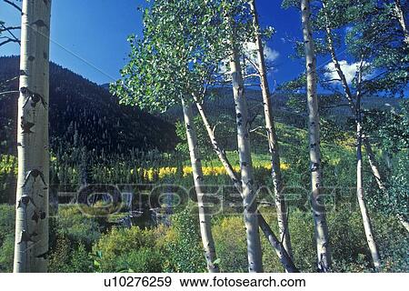 Stock Photo - Aspens, San Juan National Forest. Fotosearch