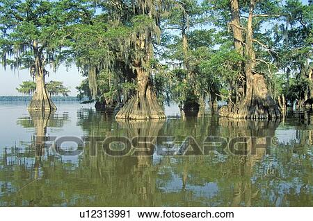 Stock Image - Cypress Trees in the Bayou, Lake Fausse Pointe State Park. Fotosearch