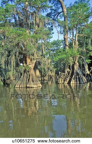 Cypress Trees in the Bayou, Lake Fausse Pointe State Park View Large Photo Image Stock Photography - Cypress Trees in the Bayou, Lake Fausse Pointe State Park. Fotosearch