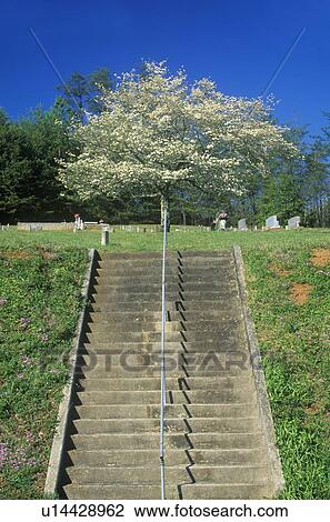 Dogwood in bloom at top of stairs, Cemetery View Large Photo Image Stock Image - Dogwood in bloom at top of stairs, Cemetery. Fotosearch