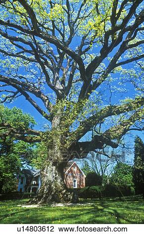 Stock Image - Oldest oak tree in United States. Fotosearch
