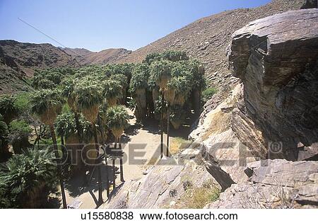 Overview of Murray Canyon, with indigenous palms in Palm Canyon View Large Photo Image Stock Photo - Overview of Murray Canyon, with indigenous palms in Palm Canyon. Fotosearch