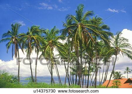 Stock Image - Palm Trees. Fotosearch