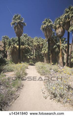 Path into indigenous palms in Palm Canyon View Large Photo Image Stock Image - Path into indigenous palms in Palm Canyon. Fotosearch