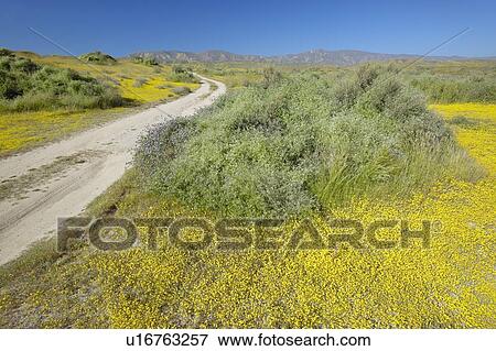 Remote dirt road through the bright spring yellow flowers and desert gold near mountains in the Carrizo National Monument View Large Photo Image Stock Photo - Remote dirt road through the bright spring yellow flowers and desert gold near mountains in the Carrizo National Monument. Fotosearch