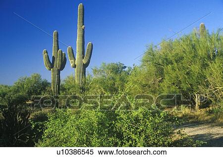 Stock Photography - Saguaro cactus in Sonoma Desert. Fotosearch
