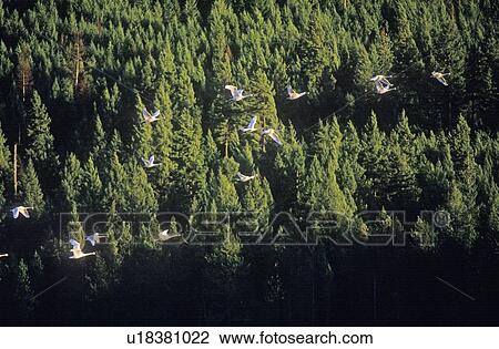 Stock Image - Trumpet swans at sunset. Fotosearch