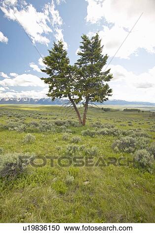 Stock Image - Two trees, spring grasslands and flowers in Centennial Valley. Fotosearch