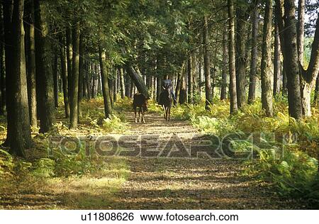 Woman with horse by the reins on trail in Autumn View Large Photo Image Stock Photograph - Woman with horse by the reins on trail in Autumn. Fotosearch