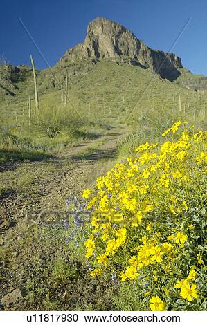 Stock Image - Yellow desert flowers blossoming in spring at Picacho Peak State Park. Fotosearch