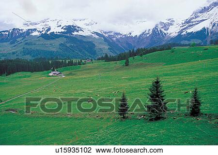 evergreen, plant life, nature, cabin, scenery, view View Large Photo Image Stock Image - evergreen, plant life, nature, cabin, scenery, view. Fotosearch