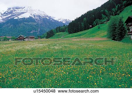 evergreen, valley, nature, panoramic, climate View Large Photo Image Stock Photo - evergreen, valley, nature, panoramic, climate. Fotosearch