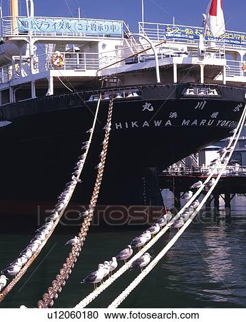 the Hikawamaru Ship, With a Large Group of Sea Gulls Sitting on the Chains, Front View, Yokohama City, Kanagawa Prefecture, Japan View Large Photo Image Stock Image - the Hikawamaru Ship, With a Large Group of Sea Gulls Sitting on the Chains, Front View, Yokohama City, Kanagawa Prefecture, Japan. Fotosearch