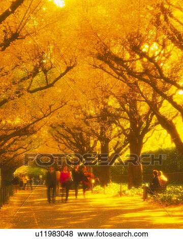 Road lined with maidenhair trees View Large Photo Image Stock Photo - Road lined with maidenhair trees. Fotosearch