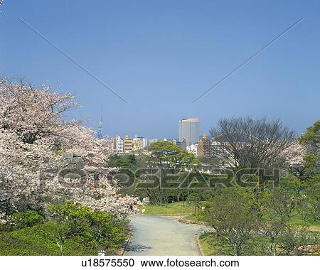 Stock Image - Cherry Blossom in Maizuru Park, Fukuoka. Fotosearch