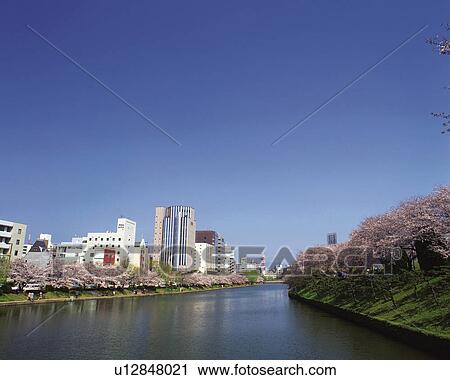 Cherry Tree Lined Along River in Maizuru Park, Fukuoka View Large Photo Image Stock Image - Cherry Tree Lined Along River in Maizuru Park, Fukuoka. Fotosearch