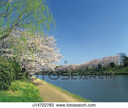 Stock Image - Cherry Tree Lined Along River in Maizuru Park, Fukuoka. Fotosearch