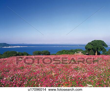 Picture - Flower Garden of Cosmos in Nokonoshima Island Park, Fukuoka. Fotosearch