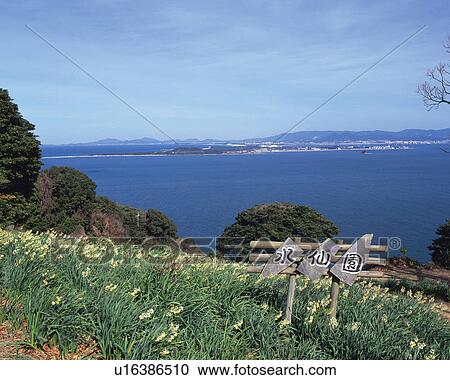 Stock Image - Flower Garden of Narcissus in Nokonoshima Island Park, Fukuoka. Fotosearch