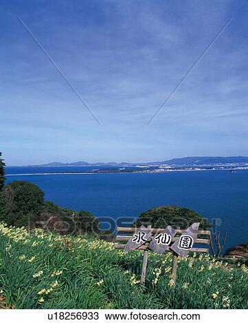 Stock Image - Flower Garden of Narcissus in Nokonoshima Island Park, Fukuoka. Fotosearch