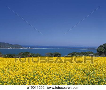 Stock Image - Flower Garden of Rape in Nokonoshima Island Park, Fukuoka. Fotosearch