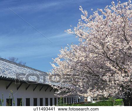 Stock Image - Fukuoka Castle. Fotosearch
