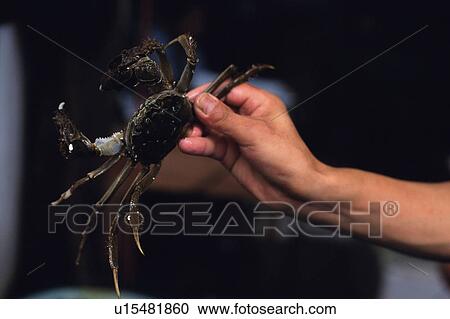 a Person Holding a Shanghai Crab With One Hand, Front View, Shanghai, China View Large Photo Image Stock Image - a Person Holding a Shanghai Crab With One Hand, Front View, Shanghai, China. Fotosearch