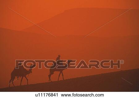 Stock Image - Camels and mountains in the sunset, Egypt, Silhouette. Fotosearch