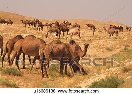 Stock Photo - A flock of camels, Syria, Low Angle View. Fotosearch